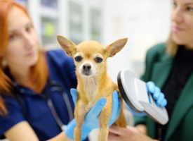 City of St. Albans Dedicates New 24/7 Pet Microchip Scanning Station